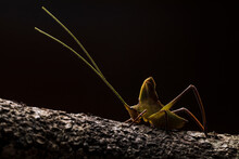Grasshopper From Ecuador On Tree Trunk