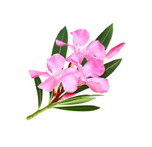 Pink Oleander Flowers And Leaves In A Floral Arrangement Isolated