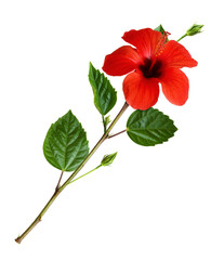 Wall Mural - Green twig with red hibiscus flower and leaves isolated