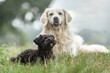 Portrait of a small yorkipoo and a golden retriever dog sitting at a meadow in summer outdoors