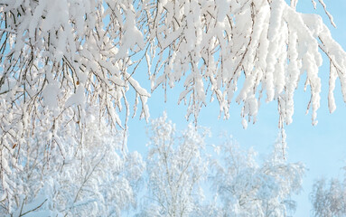 Aufkleber - Beautiful view of nature in winter time - snow-covered branches of trees against the blue sky.
