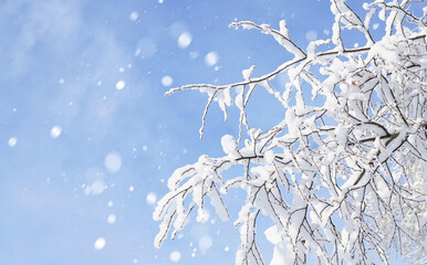 Wall Mural - Beautiful view of nature in winter - snow-covered branches of trees against the blue sky and light snowfall.
