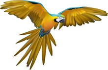Flying Blue And Yellow Macaw Parrot Isolate On White.