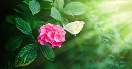 Wall Mural - Beautiful atmospheric depiction of hydrangea flowers and yellow butterfly sitting on pink flower and illuminated by soft rays of sun in nature.