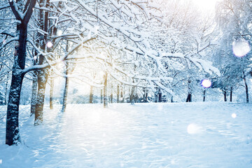 Aufkleber - Beautiful view of park on winter morning - cold sun shines through  branches of snow-covered trees. Winter natural landscape.