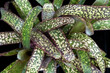 Close up of the leaves of Bromeliad plant Billbergia 'Casa Blanca' showing the remarkable spotted and blotched pattern of the foliage