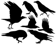 Set Of Animal Silhouettes In Black. Set Of Crow Or Raven Flat Icons Isolated On A White Background.