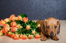 A Charming Puppy Of The Dachshund Breed Lies Next To A Bouquet Of Red Roses And Cutely Erases Into The Camera.