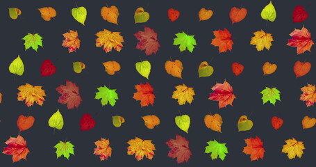 Wall Mural - Animated pattern of rotating dry autumn leaves with congratulations on blackboard background, happy thanksgiving day background concept