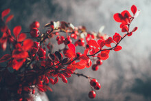 Autumn Background, Branches And Berries Of Red Barberry