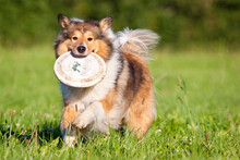 Rough Collie Dog Playing And Carrying Frisbee In Grass