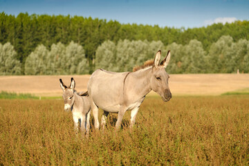 Wall Mural - Grey cute baby donkey and mother on summer meadow