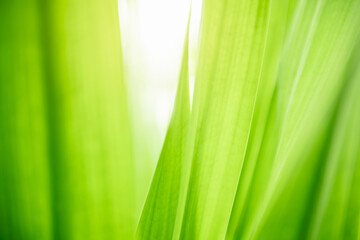 Wall Mural - nature of green leaf. environment ecology greenery wallpaper