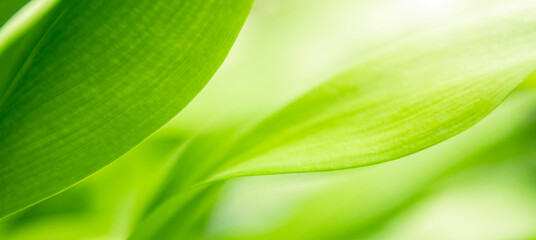 Wall Mural - nature of green leaf. environment ecology greenery wallpaper