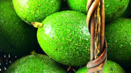 Wall Mural - Close up avocados in the basket, in door  Chiangmai Thailand