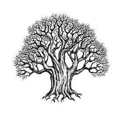 Wall Mural - withered old yew tree.