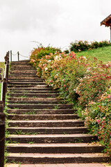  beautiful bright flowers along the wooden stairs leading to the house
