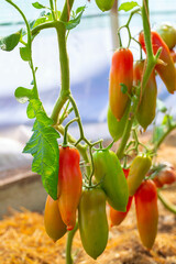 Canvas Print - Fresh ripe tomatoes in a glass house. Variety of tomatoes.