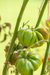 Canvas Print - Fresh ripe tomatoes in a glass house. Variety of tomatoes.