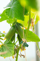 Poster - cucumbers growing in a glass house