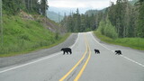 Fototapeta Miasta - Black Bear with two Cups, Whistler, Canada