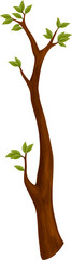 Poster - Branch of tree with leaves isolated spring symbol