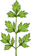 Cilantro kitchen herb isolated coriander spice