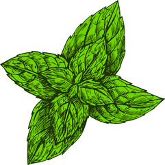 Wall Mural - Peppermint sketch, watermint and spearmint herb