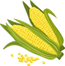 Sweetcorn, Yellow Cob Corns Isolated Maize Grains