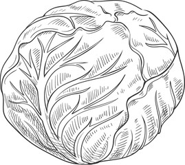 Vegan cabbage isolated autumn vegetable sketch