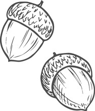 Two Acorns Oak Tree Fruits Isolated Sketch