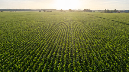 Quiet golden sunset over the green rural cornfields, countryside fresh agricultural background. High quality photo