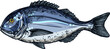 Gilt head bream isolated Sparus aurata saltwater fish