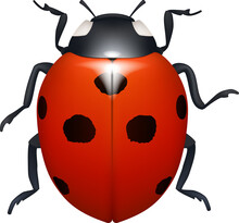 Tiny Lady-bug Isolated Beetle Red Wings Black Dots