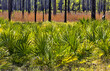 Saw Palmetto in foreground of Florida roadside scenic at Ochlockonee River State Park 