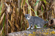 The Tabby Gray Cat Sits On A Log With Yellow Lichens On The Bark In Front Of A Corn Field In Autumn And Stare At Camera, Pet Resting In Countryside