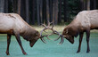 Antlers locked in battle during elk rut in Banff, Alberta, Canada