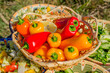 Bright sweet bell pepper in a beautiful wicker basket against the background of grass