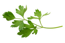 Parsley Fresh Herb Isolated On Alpha Background