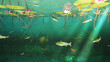 Unterwasserwelt mit Barsch, Forelle und Seerosen - 3D-Illustration