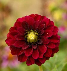 Sticker - Beautiful close-up of a purple dahlia