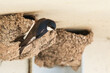 Common house martin (Delichon urbicum) is a small migratory bird with a white belly and dark wings. The bird sits at the entrance to the nest, made of spherical-shaped mud under the bridge.