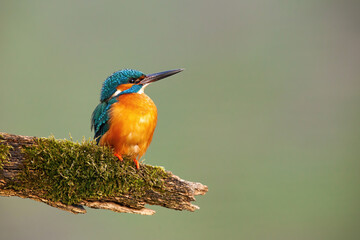 Wall Mural - Common kingfisher, alcedo atthis, with vivid feathers sitting on a branch covered in green moss. Little bird with a long beak resting on a perch with copy space.