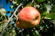 Entre folhas e galhos uma maçã vermelha na macieira