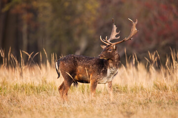 Wall Mural - fallow deer, dama dama, looking over the shoulder on field in autumn. spotted stag standing on dry g
