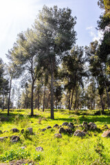 Poster - Tall slender pines grow in the meadow