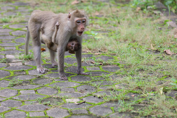 Wall Mural - The mom monkey and baby monkey in garden