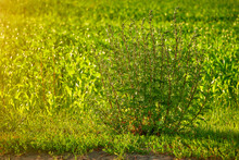 Artemisia Vulgaris, Common Mugwort, Family Asteraceae. It Is Riverside Or Wild Wormwood, Felon Herb, Chrysanthemum Weed, Old Uncle Henry, Sailor's Tobacco, Naughty Or Old Man, Or St. John's Plant