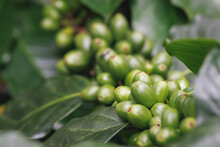 Closeup Of Young Green Arabica (robusta) Coffee Berry On The Coffee Tree Waiting For Harvest Inside Farm. Organic Planting And Farming Concept.