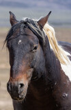 Fototapeta Konie - Beautiful Wild Horse in the Utah Desert in Spring